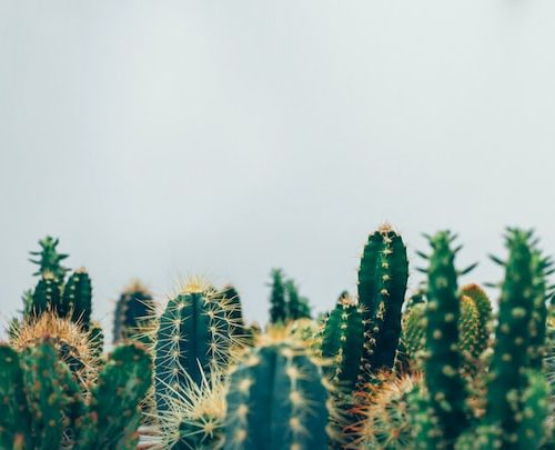 10 tipos de cactus