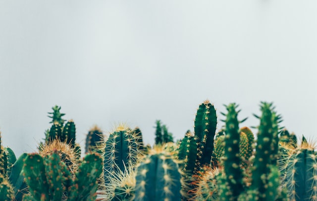 10 tipos de cactus barcelona