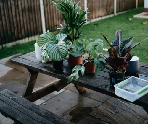 plantas