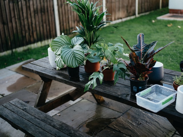 plantas de interior en barcelona