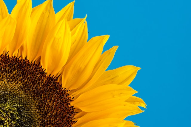 Los girasoles