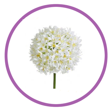 Allium