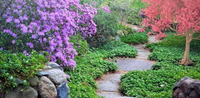 Consejos para tu jardín