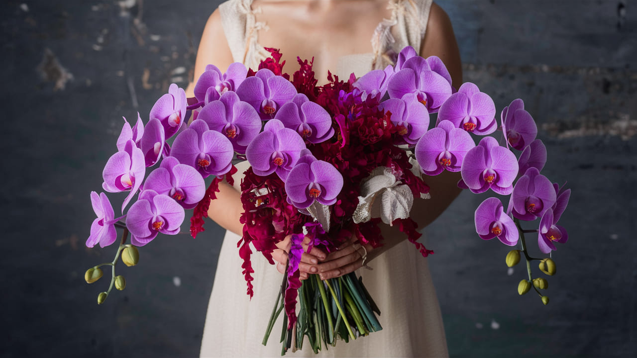 cuidar las Orquídeas