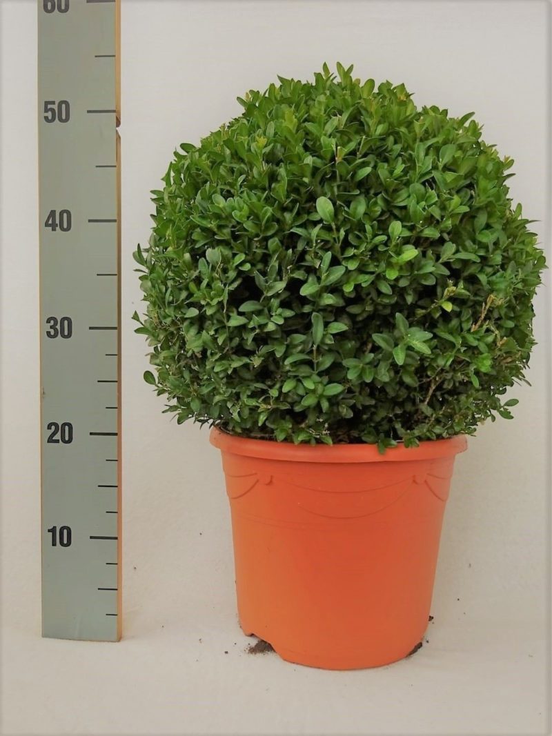 planta-the-boj-buxus