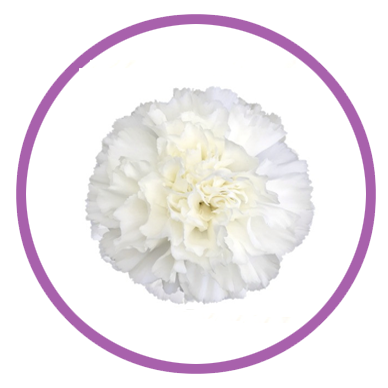 Clavel