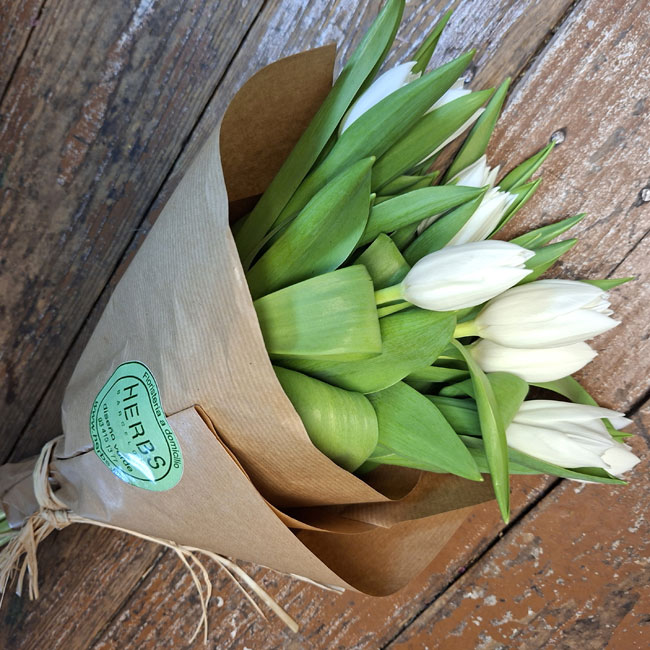 10 TULIPANES BLANCOS 2 tulipan-blanco