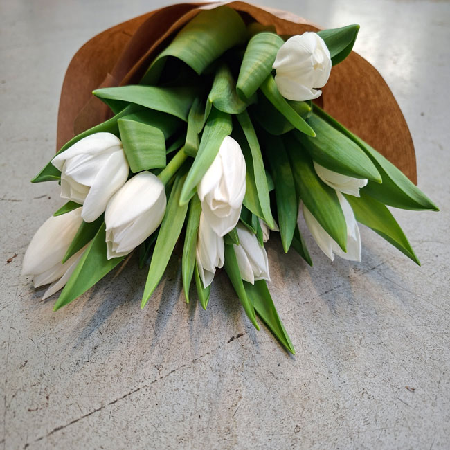 10 TULIPANES BLANCOS 3 tulipanes-blancos-barcelona