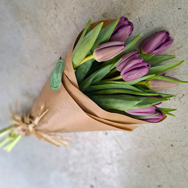 10 TULIPANES LILAS 3 tulipanes-lila