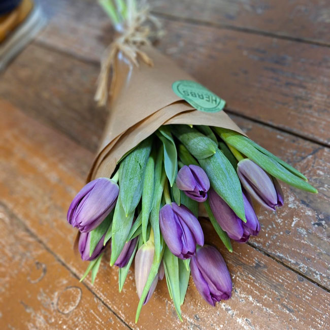 10 TULIPANES LILAS 1 tulipanes-lilas-barcelona