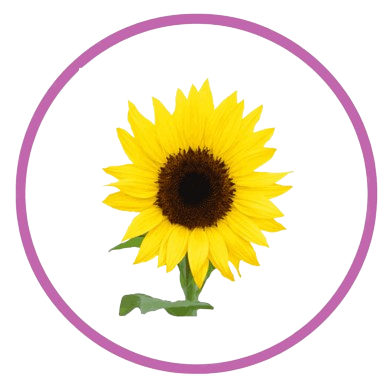 Personalizar flores 20 girasol personalizado 11zon removebg preview